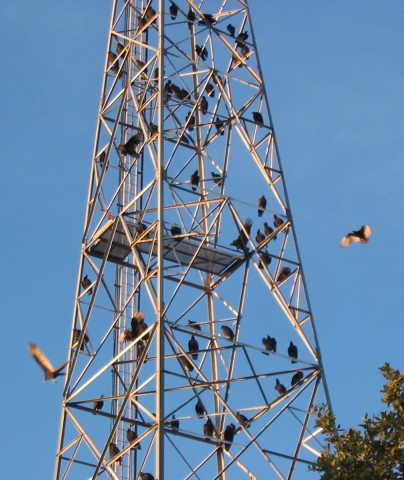 Buzzards Tower