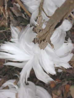 Frost flowers on Christmas Eve.