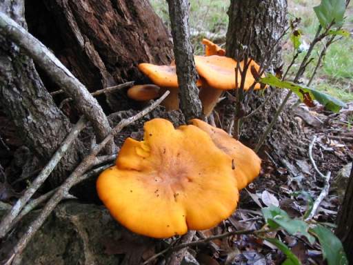 Jack O’ Lantern Mushrooms