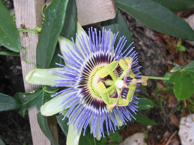 Blue Flower