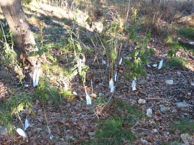 Frost Flowers in our back yard